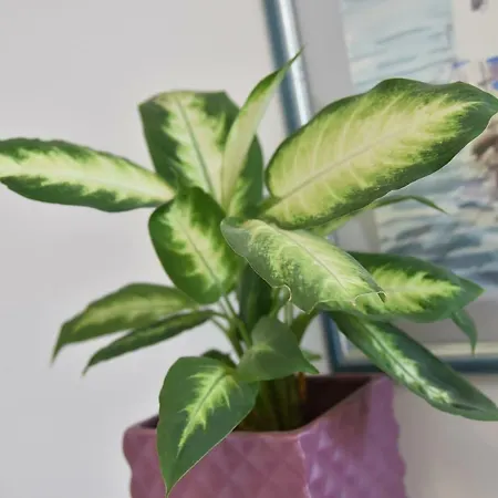 Апартаменты Salus, Maruna *