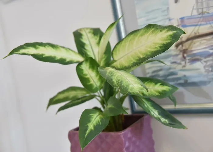 Διαμέρισμα Salus, Maruna *